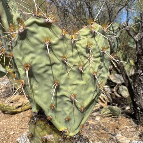 Ruth Garcia celebrated this week by participating in the Virtual 5k and even found a cactus shaped like a heart! 